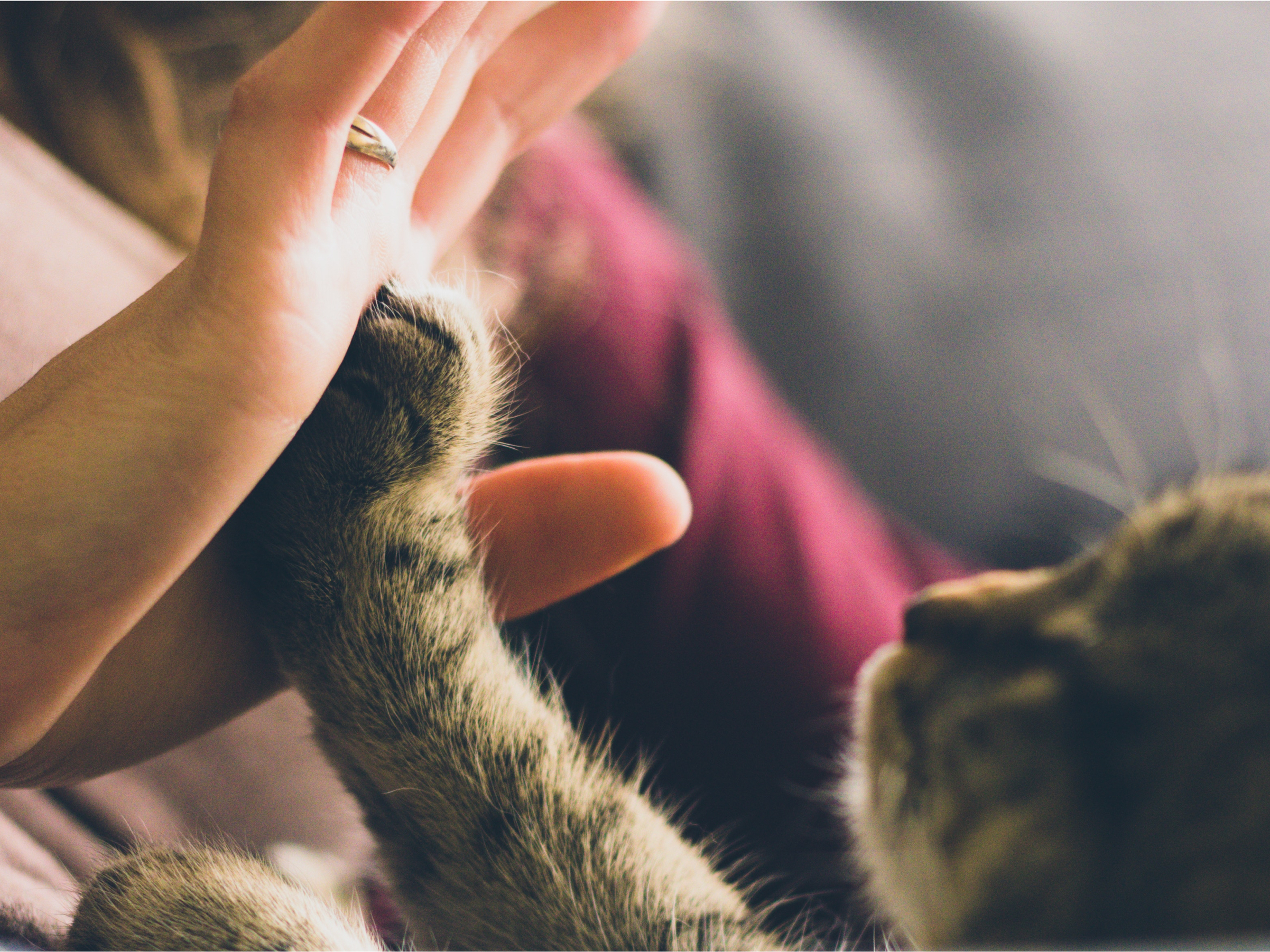 Kitten putting its paw up to a human's hand.