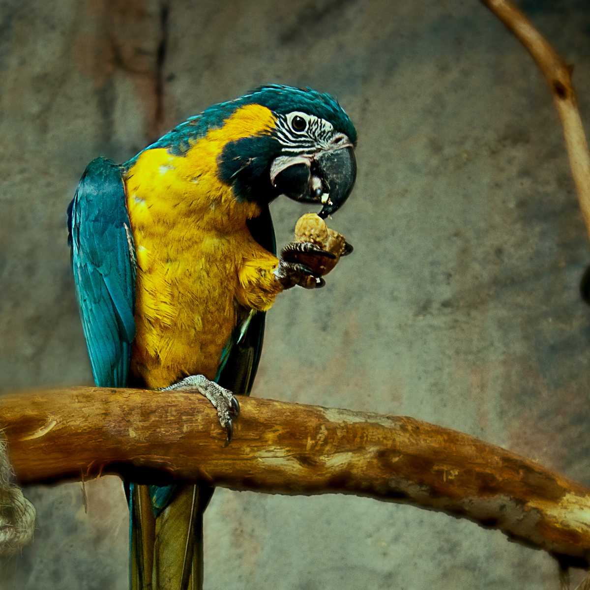 A parrot eating a piece of bread.