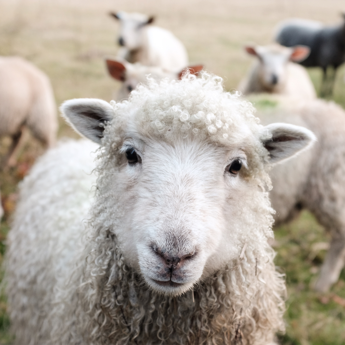 A sheep within a herd.
