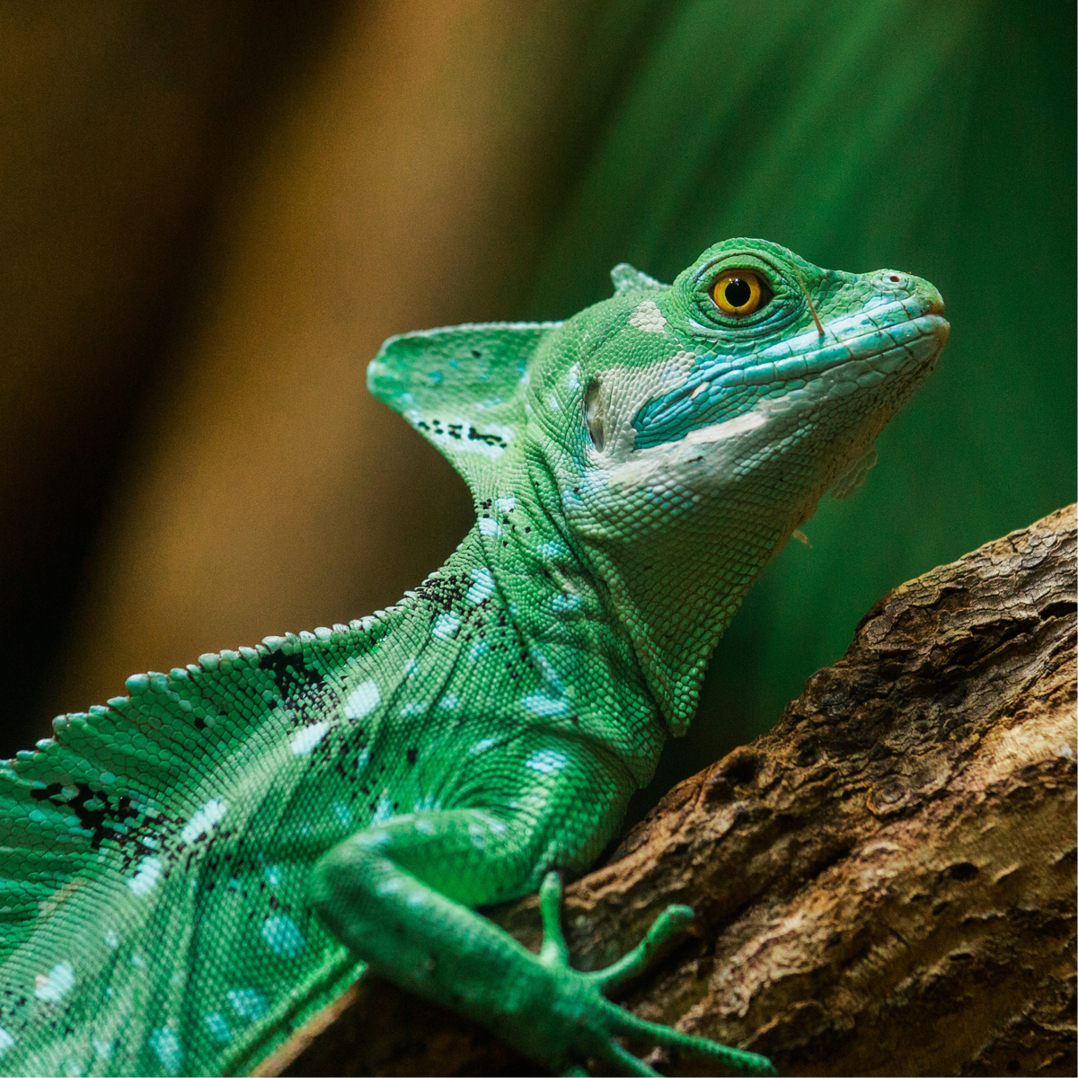 An iguana resting on a log.