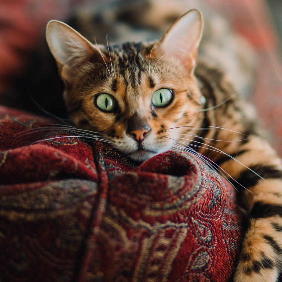 Cat lounging on a couch.