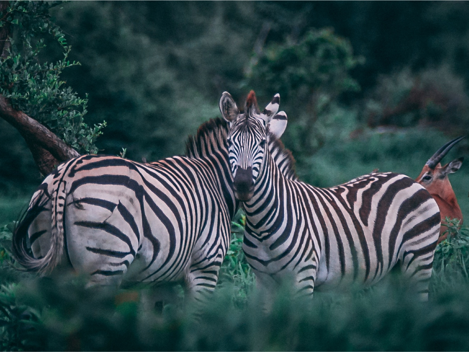 this should be a picture of zebras